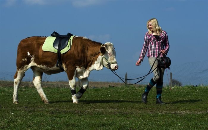 jumping cow