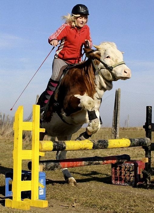 jumping cow