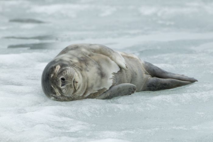 City seal morning routine, Tallinn, Estonia