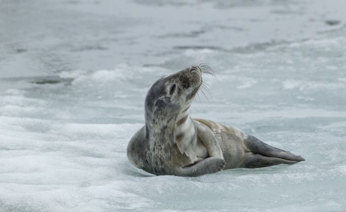 City seal morning routine, Tallinn, Estonia