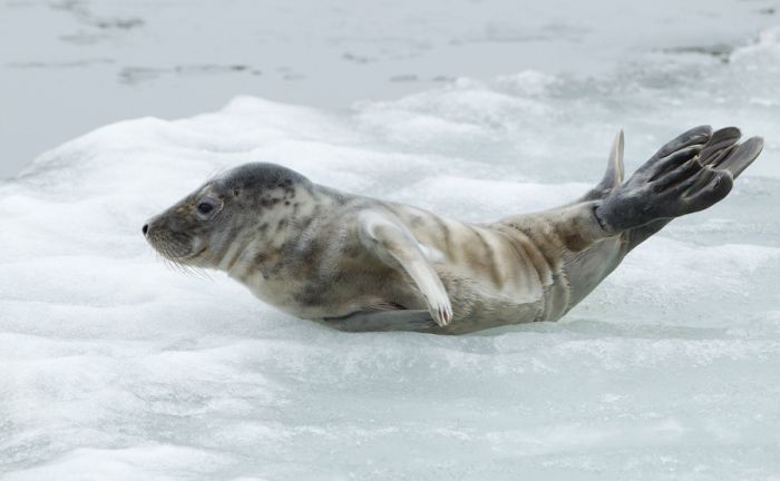 City seal morning routine, Tallinn, Estonia