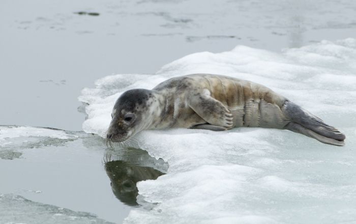 City seal morning routine, Tallinn, Estonia