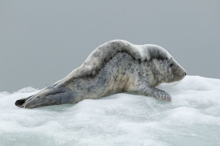 City seal morning routine, Tallinn, Estonia