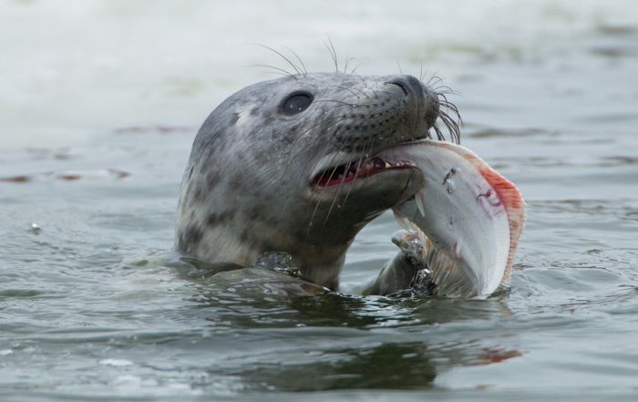 City seal morning routine, Tallinn, Estonia