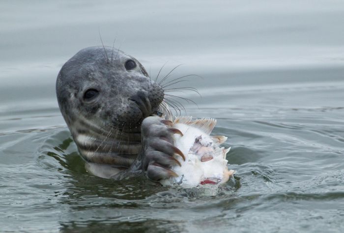 City seal morning routine, Tallinn, Estonia