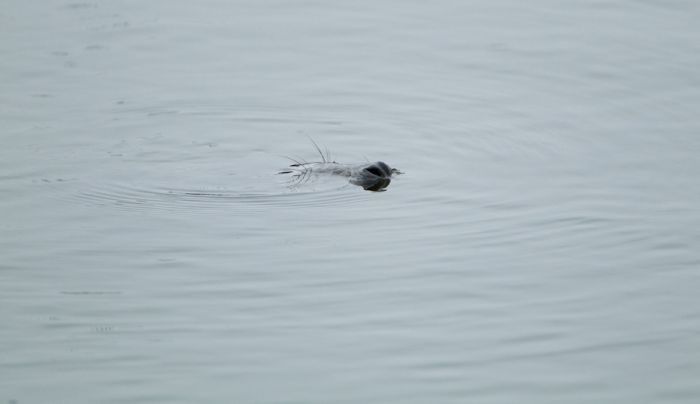 City seal morning routine, Tallinn, Estonia