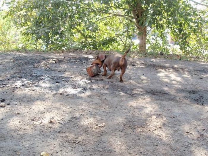 strong dachshund