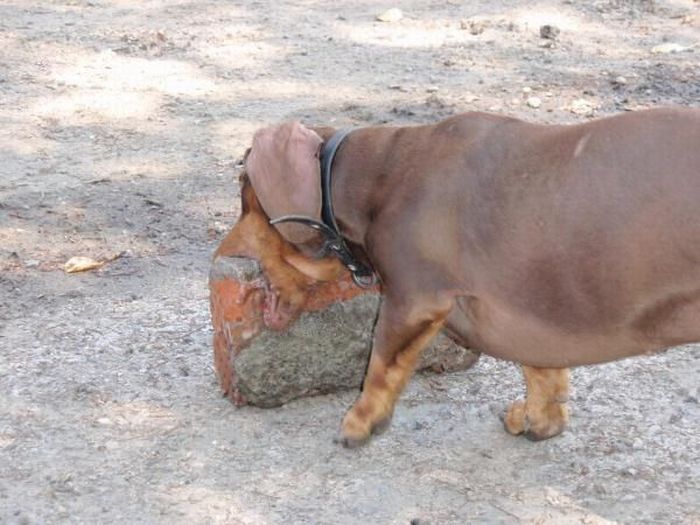 strong dachshund