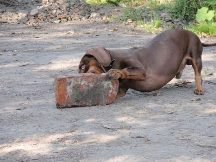 strong dachshund