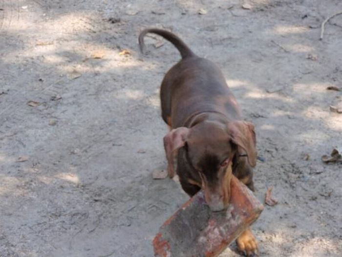 strong dachshund