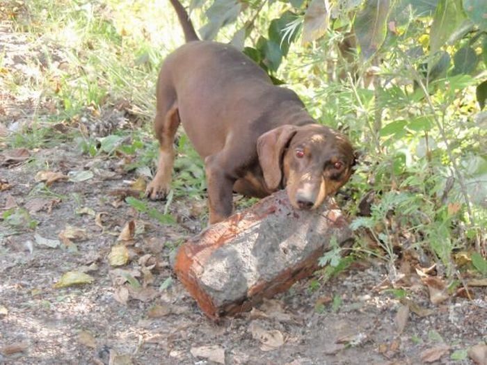 strong dachshund