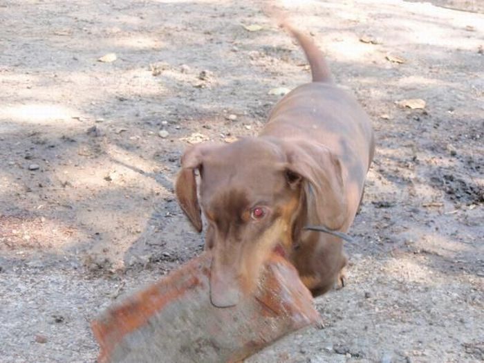 strong dachshund