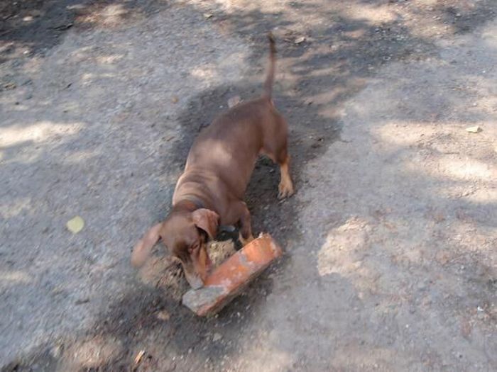 strong dachshund