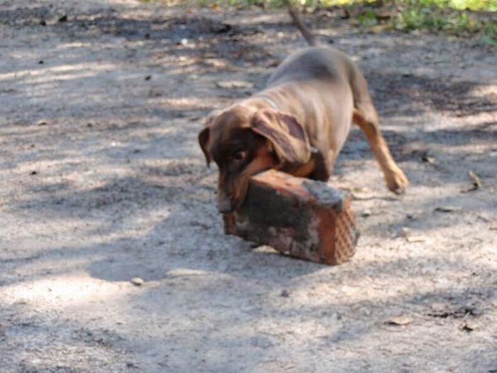 strong dachshund