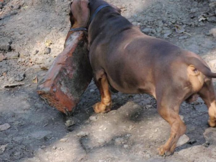 strong dachshund