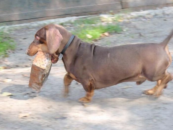 strong dachshund