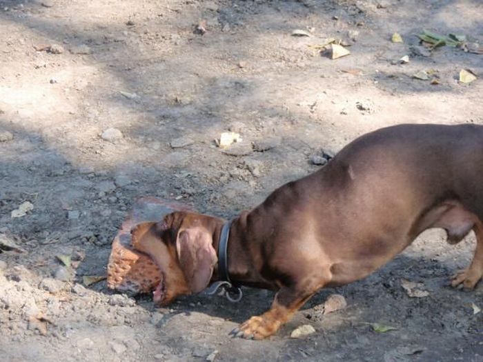 strong dachshund