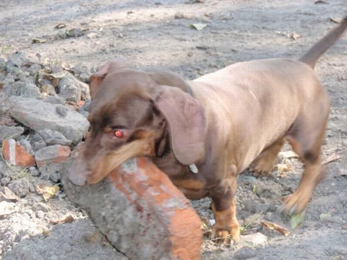 strong dachshund