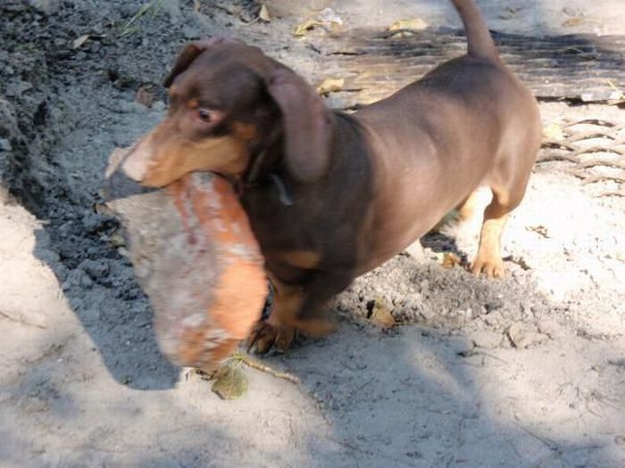 strong dachshund