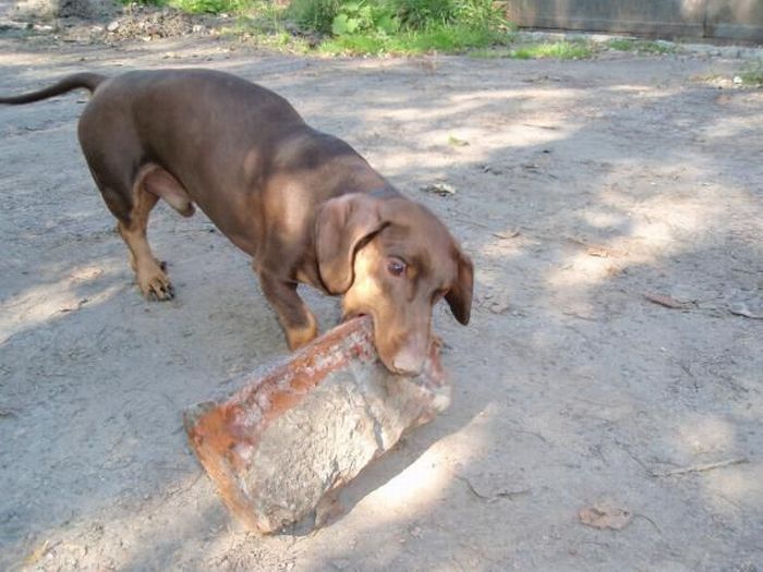 strong dachshund