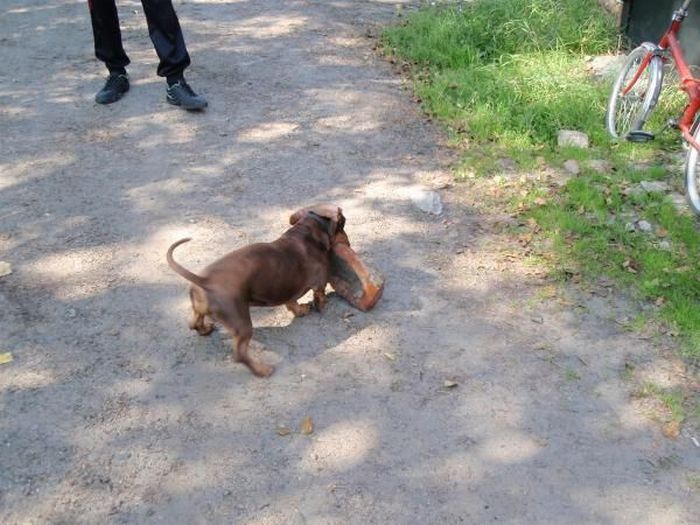 strong dachshund