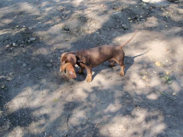 strong dachshund