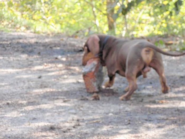 strong dachshund