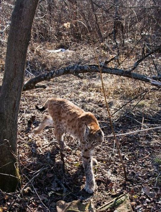 friendly wildcat