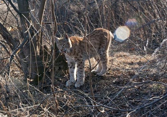 friendly wildcat