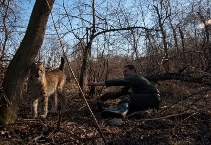 friendly wildcat