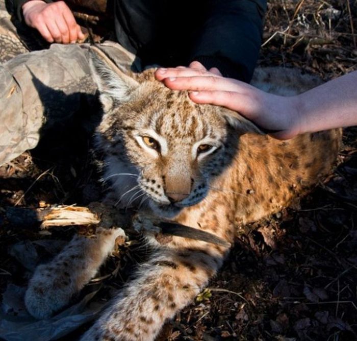 friendly wildcat