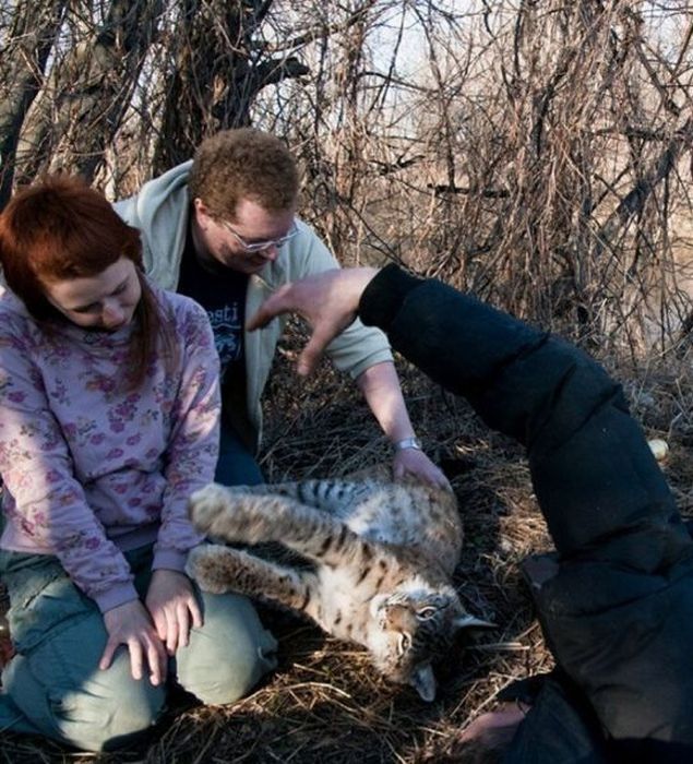 friendly wildcat