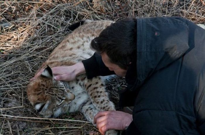 friendly wildcat