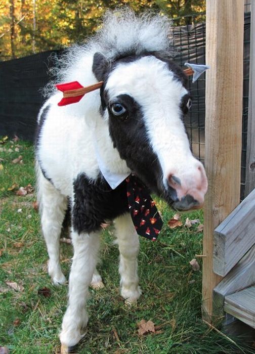 einstein, the world's smallest miniature horse