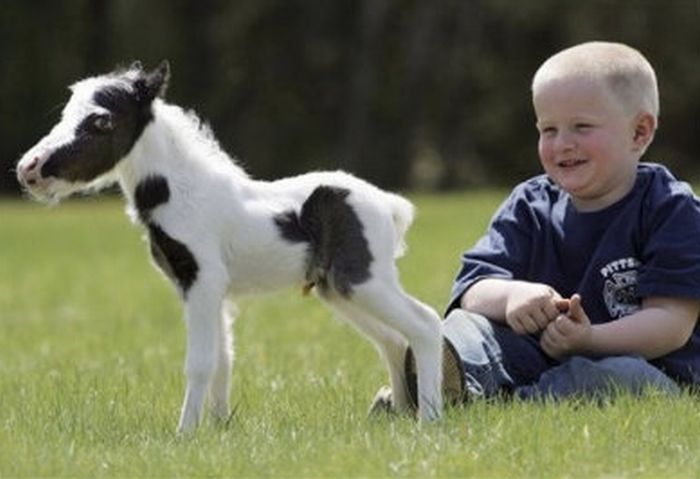 einstein, the world's smallest miniature horse