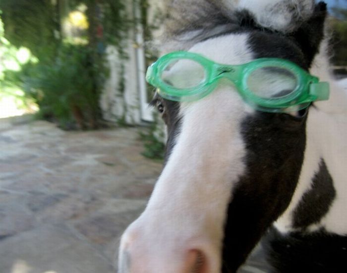 einstein, the world's smallest miniature horse