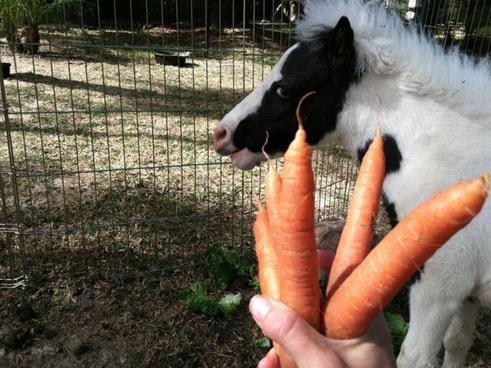 einstein, the world's smallest miniature horse