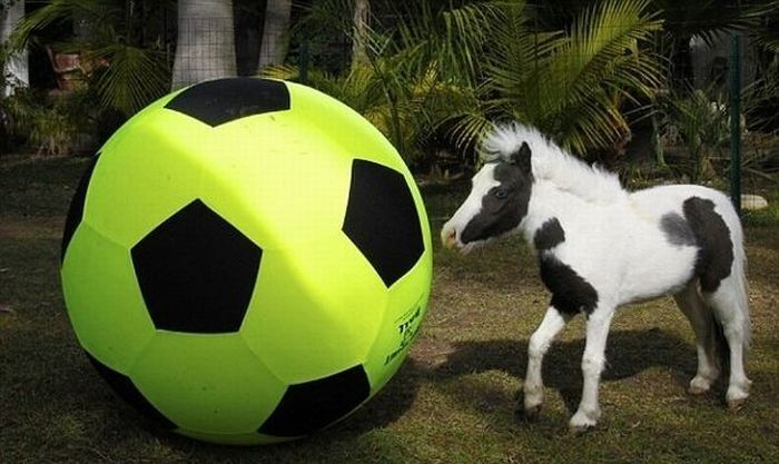 einstein, the world's smallest miniature horse