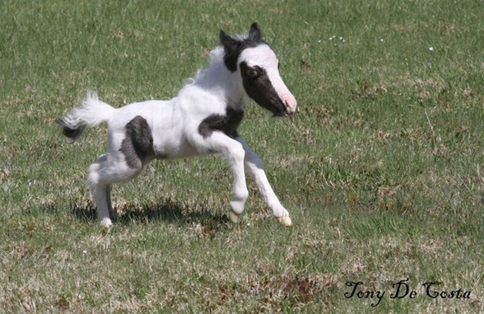 einstein, the world's smallest miniature horse