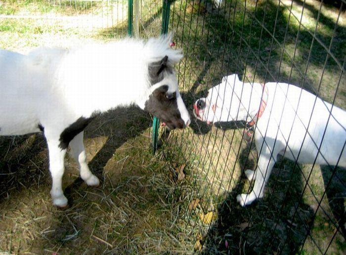 einstein, the world's smallest miniature horse