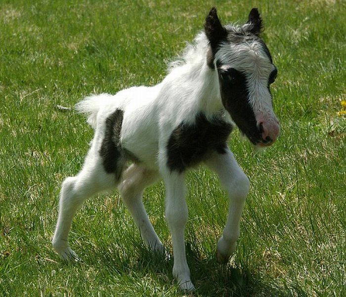 einstein, the world's smallest miniature horse