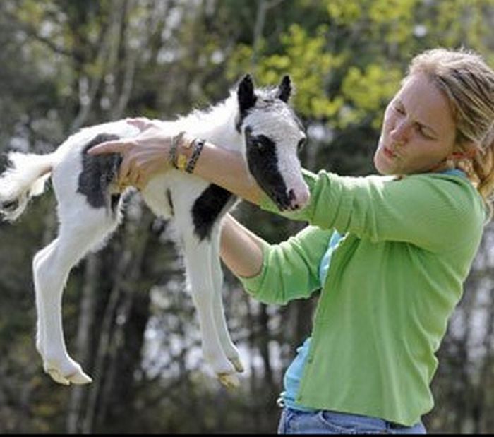 einstein, the world's smallest miniature horse