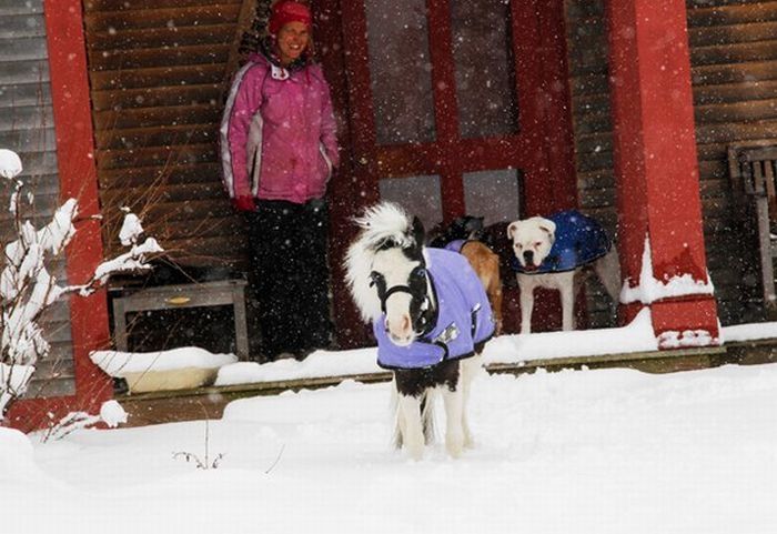 einstein, the world's smallest miniature horse