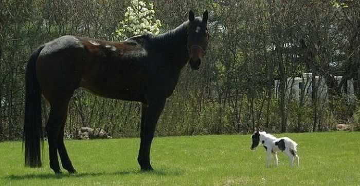 einstein, the world's smallest miniature horse