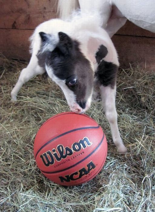 einstein, the world's smallest miniature horse