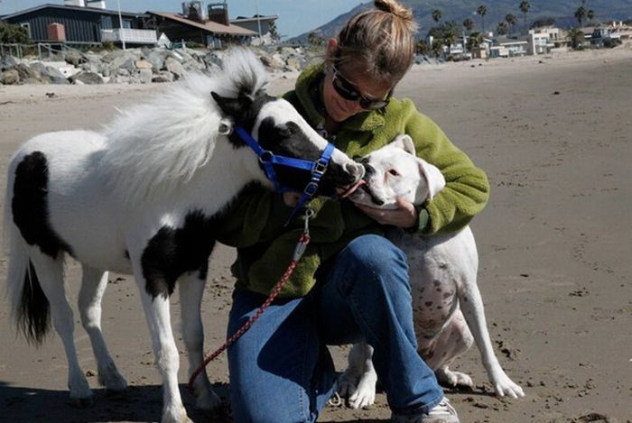 einstein, the world's smallest miniature horse