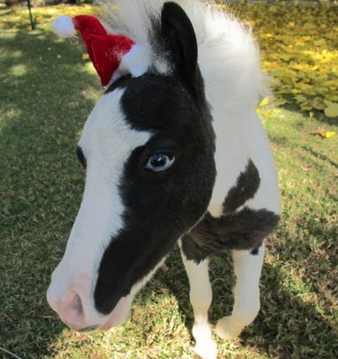 einstein, the world's smallest miniature horse