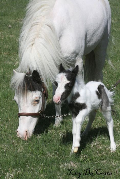 einstein, the world's smallest miniature horse