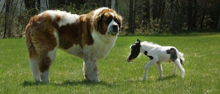 einstein, the world's smallest miniature horse