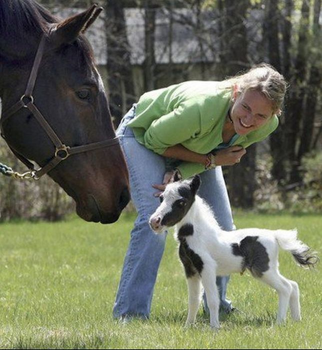 einstein, the world's smallest miniature horse